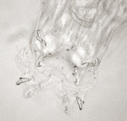 [ Tardigrade (tardigrada) during moulting ]